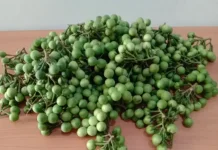 Manfaat Buah Tekokak bagi Kesehatan