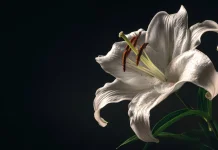 Arti Bunga Lily Berdasarkan Warna dan Jenisnya