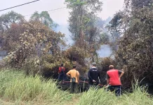 Gerak Cepat, Tim Gabungan Padamkan Karhutla di Sintang