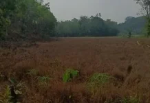 Curah Hujan Minim, Pertumbuhan Padi dan Jagung di Sintang Terganggu