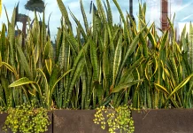 3 Tanaman Indoor yang Bisa Jadi Pilihan untuk Membuat Rumah Lebih Asri