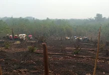 Nugal Namal, Tradisi Sarat Nilai Budaya Dayak Desa