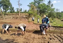 PM-AAS dan Tabela Jadi Strategi Penyuluh Sintang Tingkatkan Produktivitas Padi
