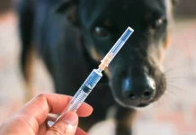 Hari Rabies Sedunia: Momen Tepat Peduli Hewan Peliharaan