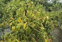 Harga Cabai di Sintang Mahal