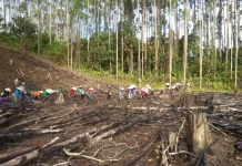 Prosesi Nugal/Namal Suku Dayak Desa