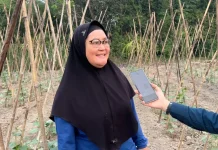 Budidaya Timun Potensi Bagus Tingkatkan Penghasilan Petani
