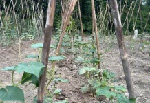 Perawatan Jadi Kunci Budidaya Timun Petani di Sintang