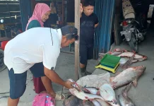 Musim Kemarau, Nelayan Sintang Raup Jutaan Rupiah dari Sungai Kapuas