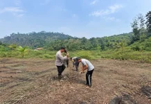 Polsek Sayan Dorong Ketahanan Pangan lewat Penanaman Jagung Hibrida
