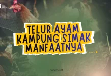 Telur Ayam Kampung Simak Manfaatnya