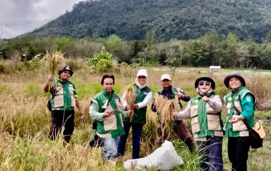 Penyuluh Pertanian Sintang Dampingi Panen Padi di Desa Kebong