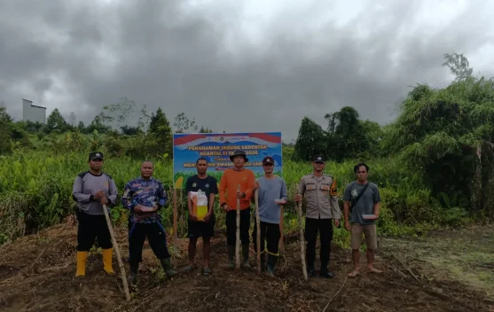 Polsek Nanga Pinoh Tanam Jagung Hibrida, Dukung Ketahanan dan Swasembada Pangan