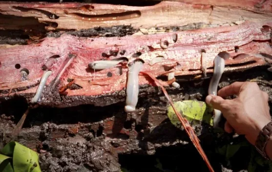 Mengenal Tembiluk,cacing kayu Kuliner Unik Suku Dayak