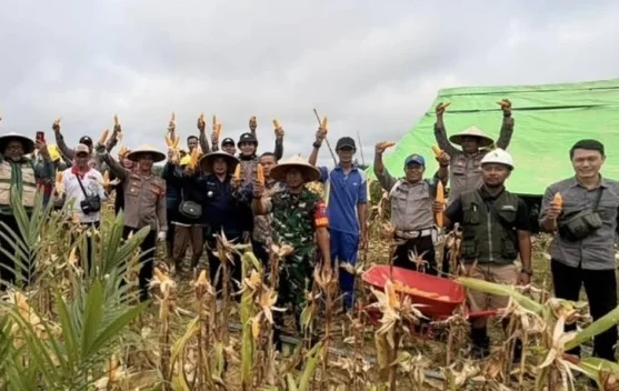 Jajaran Polsek Pengkadan Panen Jagung