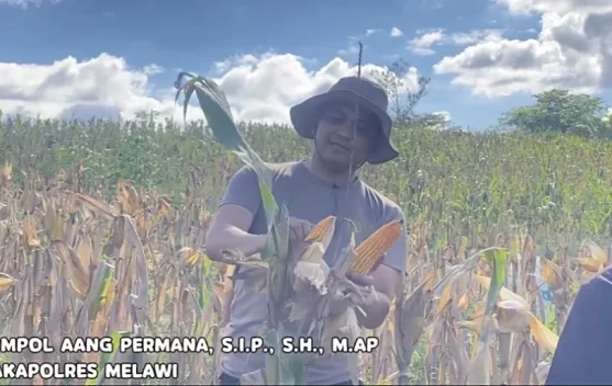 Wakapolres Melawi Panen Raya Jagung