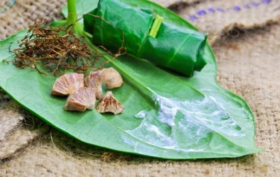 Makna Tradisi Sirih Pinang dalam Budaya Dayak