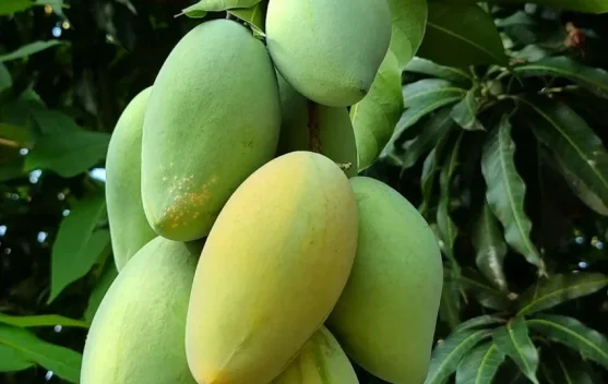 Khasiat Buah Mangga