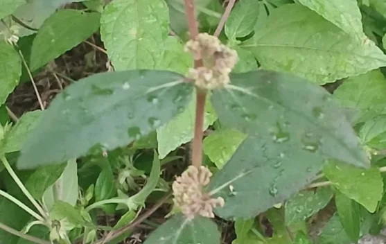 Khasiat Daun Patikan Kebo