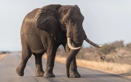 Fakta Unik Tentang Gajah yang Perlu Kamu Ketahui