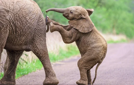 Filosofi Gajah untuk Kehidupan