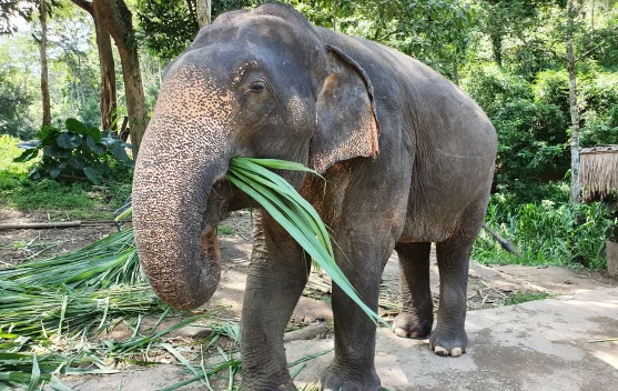 Fakta tentang Gajah Pecinta Manisnya Gula Merah