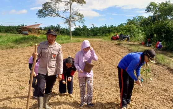 Warga Desa Empajak Tanam Jagung Hibrida