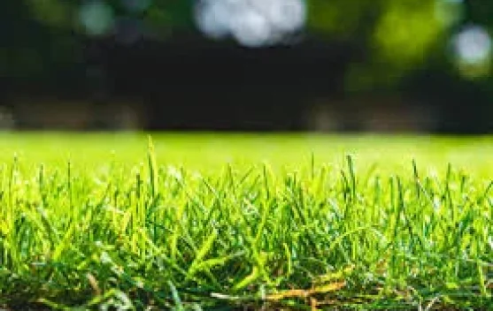 Tips Merawat Rumput Hias di Halaman Rumah