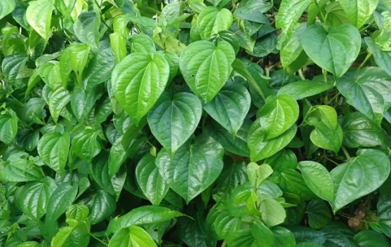 Tak Hanya untuk Tradisi, Daun Sirih Menyimpan Potensi Manfaat bagi Kesehatan