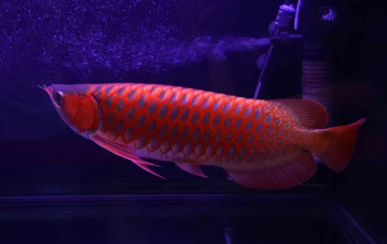 Wajib Tahu! Ikan Hias Endemik dari Sungai Kapuas