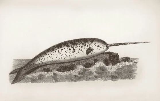Taring Narwhal Bukan Sekadar Hiasan, Ini Fungsinya