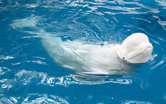 Mengenal Paus Beluga, Paus Putih yang Menggemaskan