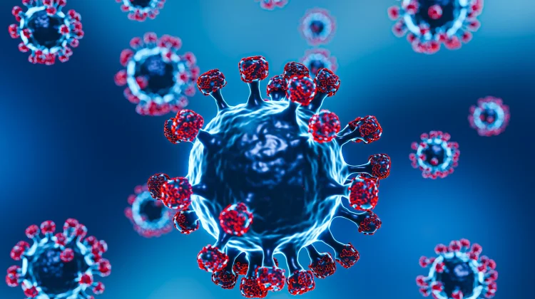 Kelelawar Buah dan Babi Jadi Rantai Penularan Virus Nipah