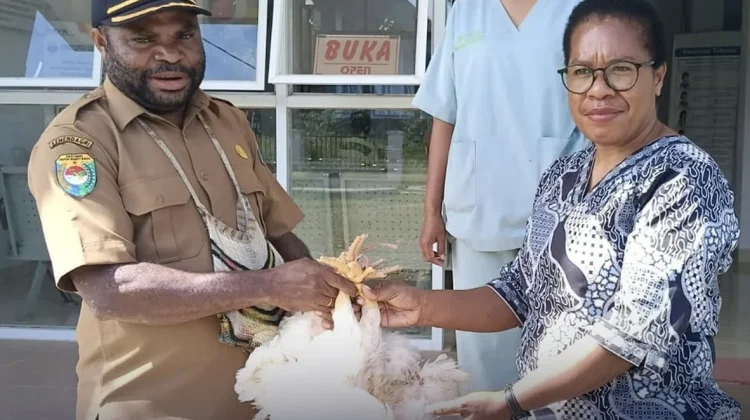 Dinas Peternakan Tambrauw Salurkan 60 Ekor Ayam Potong ke Warga Distrik Fef - RRI.co.id