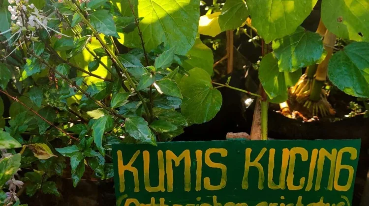Ini Manfaat Daun Kumis Kucing untuk Kesehatan