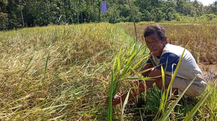 Nilai Tukar Petani Februari 2026 Turun 0,68 Persen