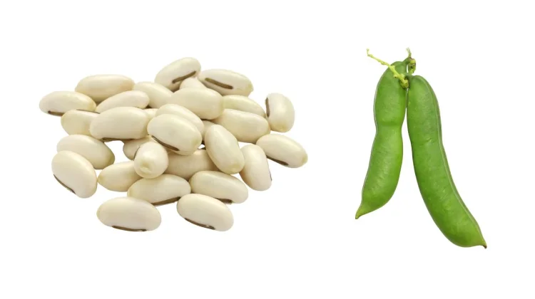 Kacang Koro jadi Alternatif Pangan Bernutrisi Tinggi