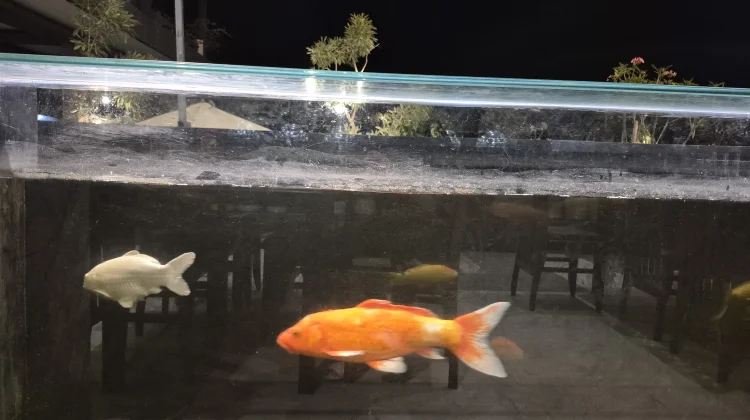 Melihat Ikan Hias Bisa Kurangi Stres Harian Anda