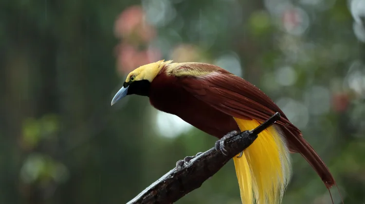 Balada Cenderawasih: Pesona Tarian Papua yang Terinspirasi Burung Surga