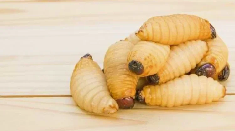 Ulat Sagu Jadi Sumber Pangan Alternatif Kaya Nutrisi dan Ramah Lingkungan