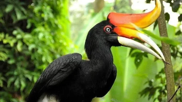 Mengenal Rangkok Badak, Burung ikonik hutan Kalimantan dan Sumatera