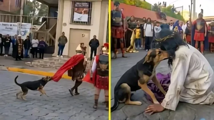 Viral Momen Tak Terduga Anjing Lindungi Pemeran Yesus saat Jalan Salib