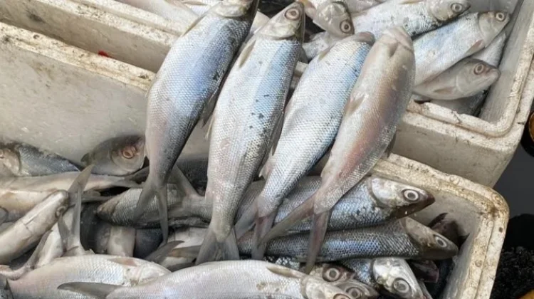 Hidangan Ikan Bandeng: Lezat, Bergizi, dan Kaya Tradisi