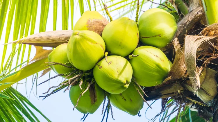 Kelapa Dijuluki Pohon Kehidupan Ini Manfaat Lengkapnya