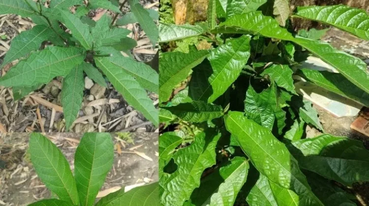 Sayur Gohi: Kuliner Bambu Unik Suku Tehit Teminabuan