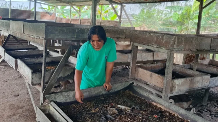 Pemanfaatan Maggot BSF Jadi Solusi Pengolahan Sampah Organik di Papua Barat Daya