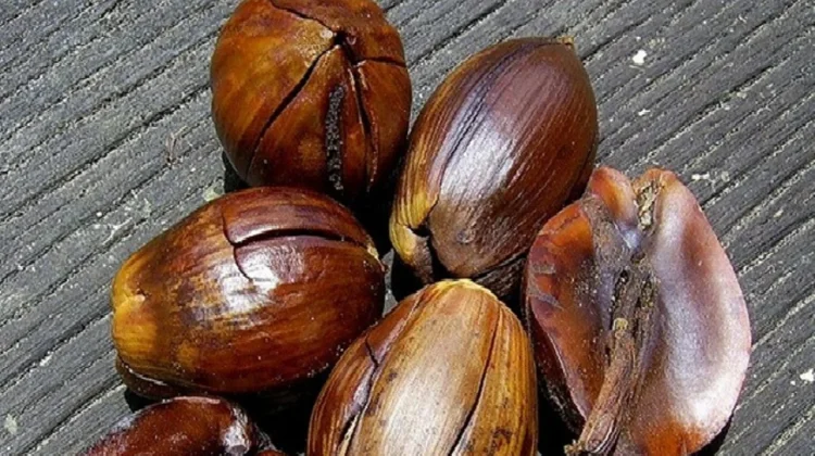 Minyak Tengkawang, Alternatif Bahan Makanan dan Kosmetik dari Hutan Kalimantan