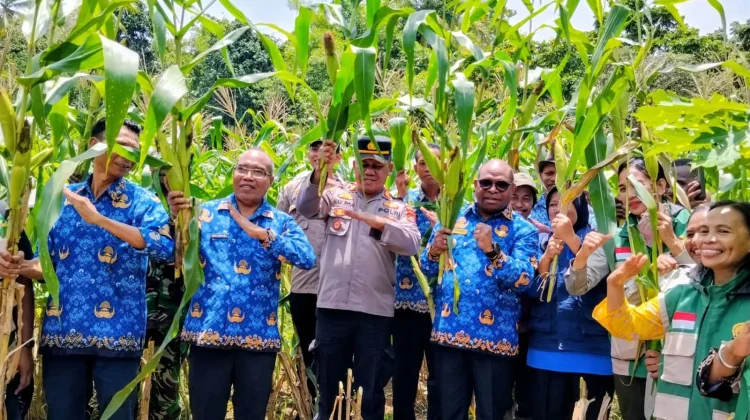 Panen Jagung, Pemkot Sorong Dorong Penguatan Ketahanan Pangan