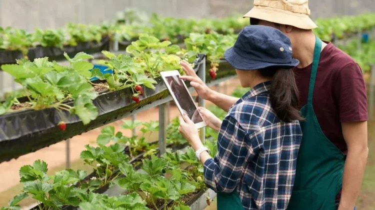 Ide Usaha Pertanian yang Cocok untuk Milenial & Gen Z