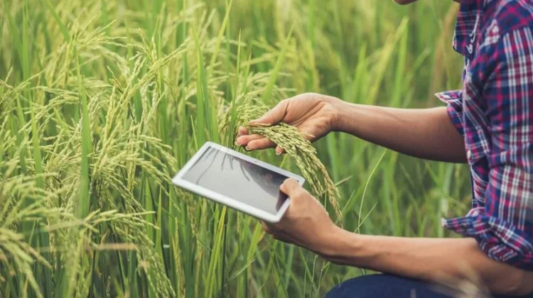 Aplikasi Digital yang Membantu Petani Muda